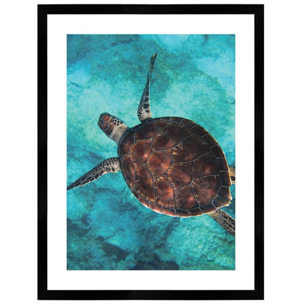 Sea Turtle Print Large Black Framed