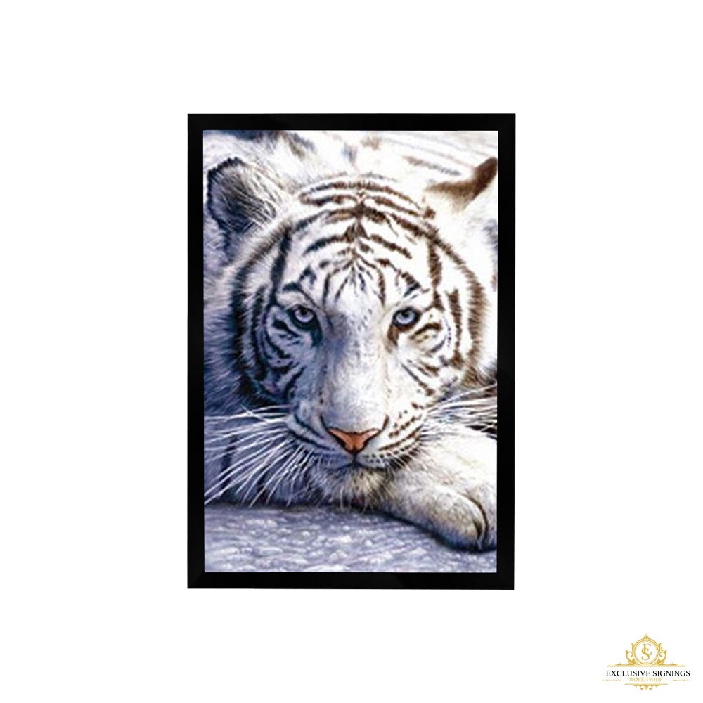 Tiger - White Tiger Poster Framed